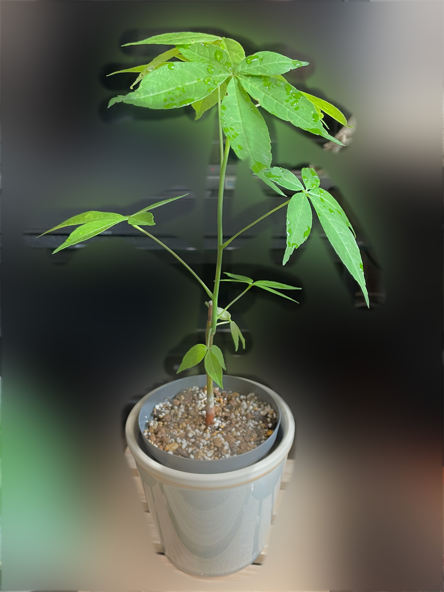 酔っ払いの木 トックリキワタ パラボラッチョ トゲトゲ 鑑賞樹木 塊根